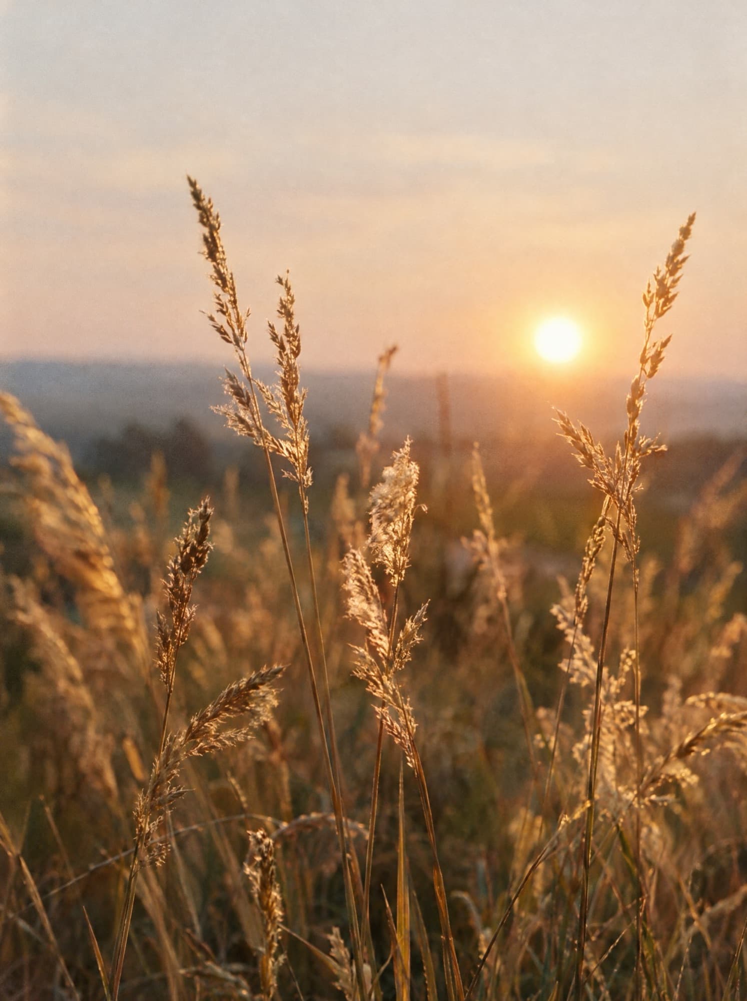 Tall dry grass backlit by a low evening sun.